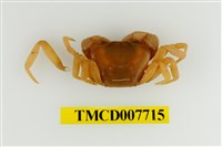 藏品(拉氏清溪蟹)的圖片